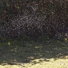 DADGUM GNATS! - The Yoke Is Easy